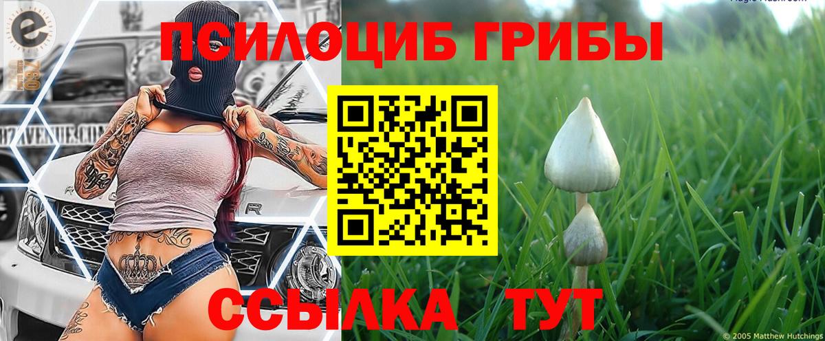 Камень-на-Оби  Псилоцибиновые грибы мухоморы  Вход с VPN 